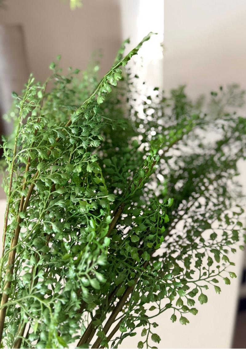 Adanthium Fern