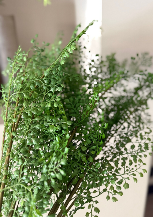 Adanthium Fern