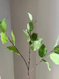 Lemon Leaf