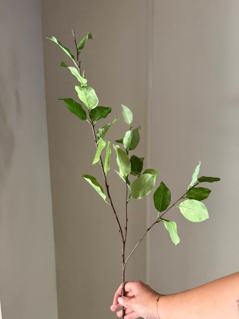 Lemon Leaf