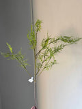 Kunst tak Asparagus Fern Spray