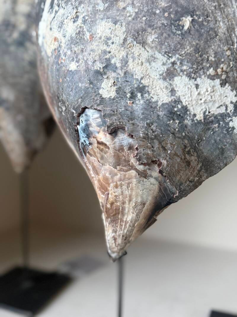 Mosselschelp Raw